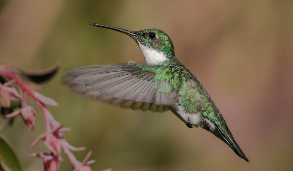 hummingbird, fly, peak-7964391.jpg