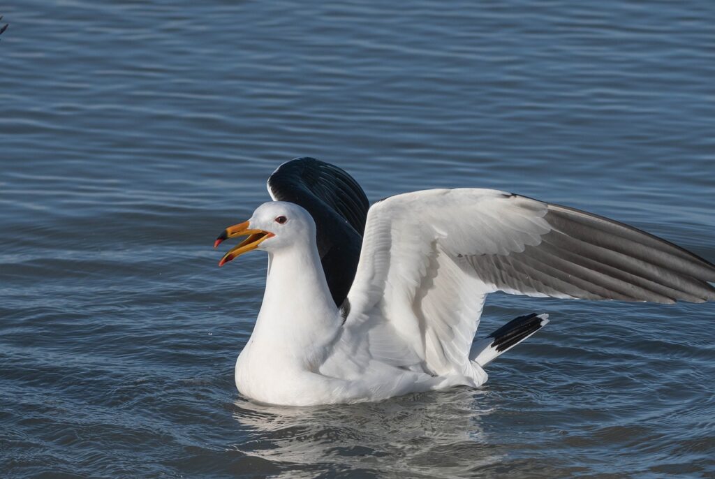seagull, wild birds, waterfowl-8095787.jpg