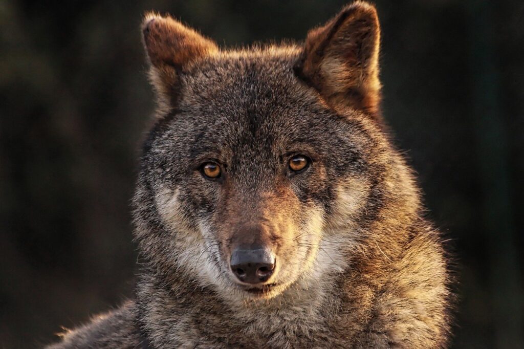 wolf, wild canids, carnivorous mammal-8089783.jpg